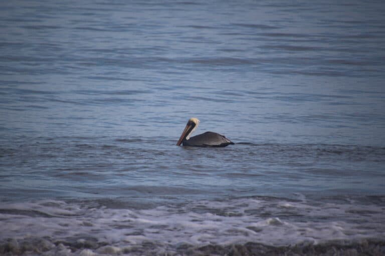 Pelican swimming in ocean, waves in foreground. | Natural Costa Rica
