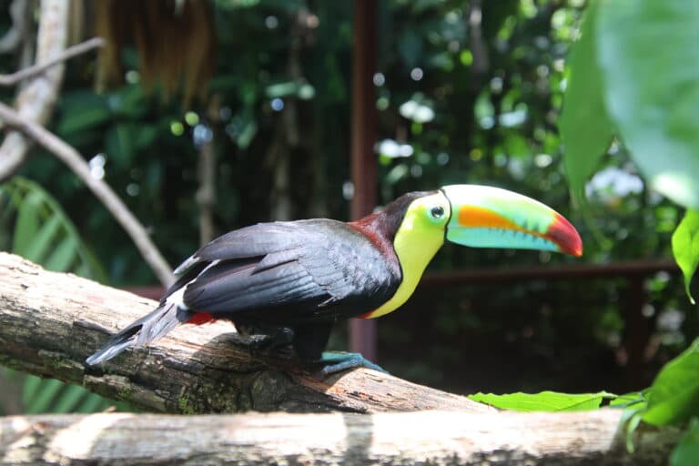 Keel-Billed Toucan on a Branch in Jungle | Natural Costa Rica