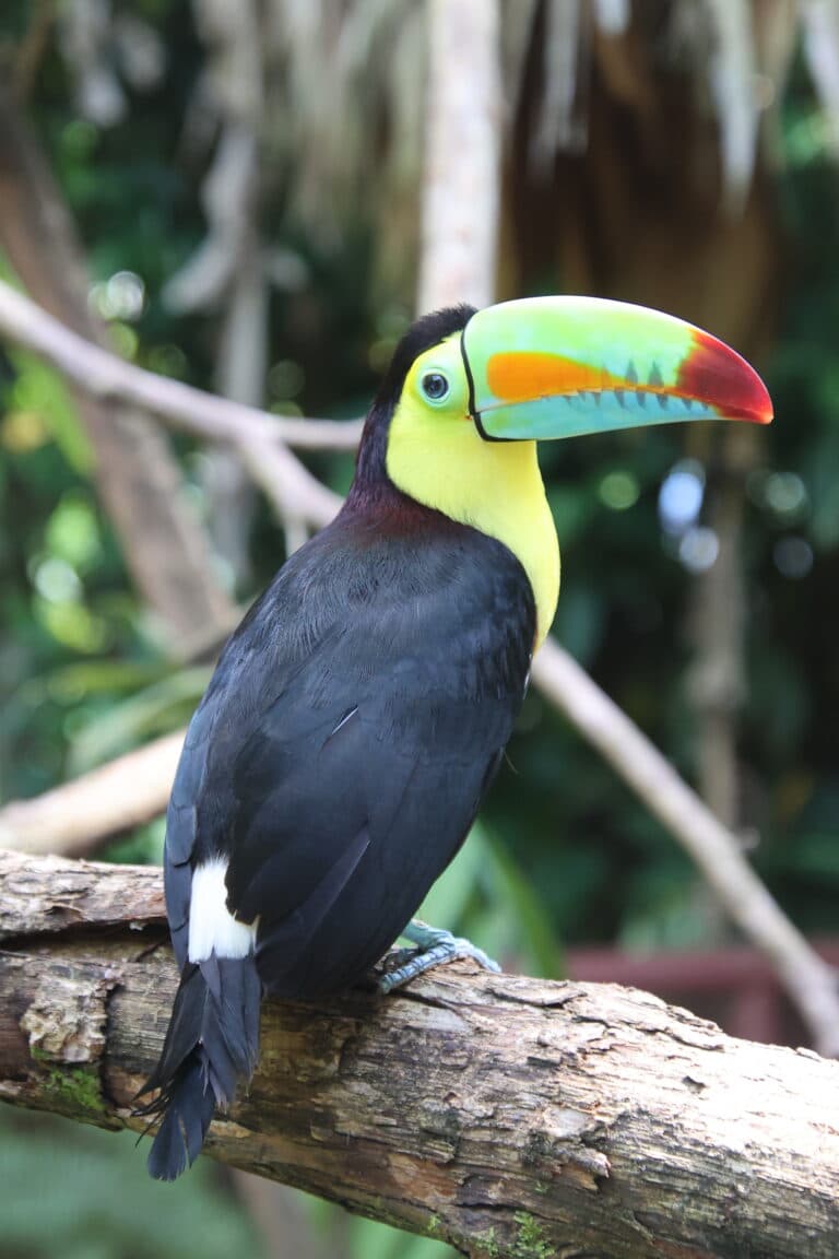 Chestnut-mandibled Toucan perched on a mossy branch. | Natural Costa Rica