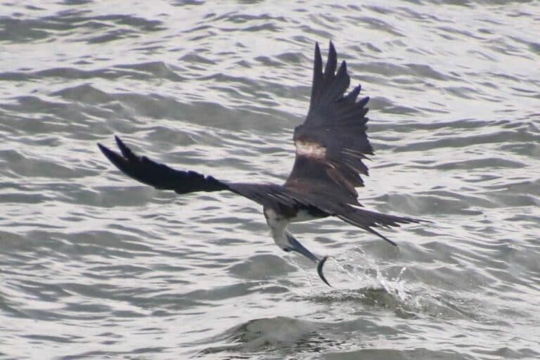 Magnificent Swallow-tailed Kite Catching Fish from the Water | Natural Costa Rica