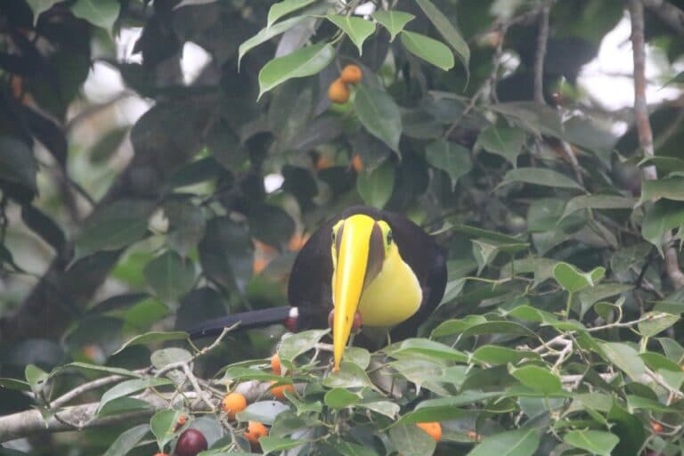 Yellow-Throated Toucan: Tropical Beauty in Lush Foliage | Natural Costa Rica