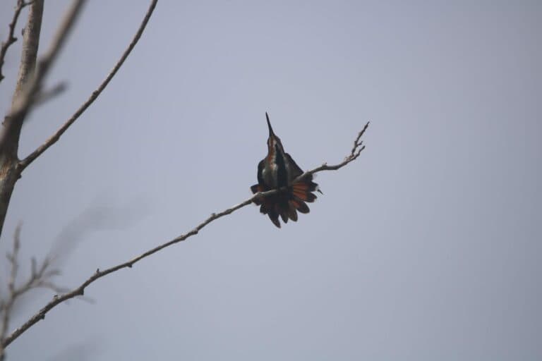 Hummingbird Perched on Branch, Sky Background | Natural Costa Rica