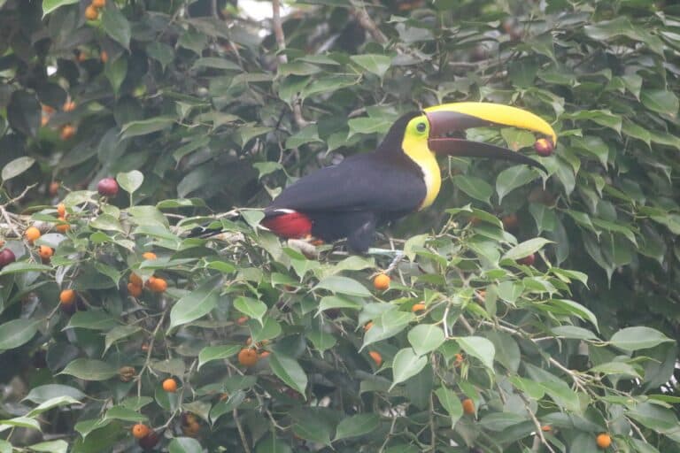 Colorful Yellow-Throated Toucan perched in a fruiting tree | Natural Costa Rica