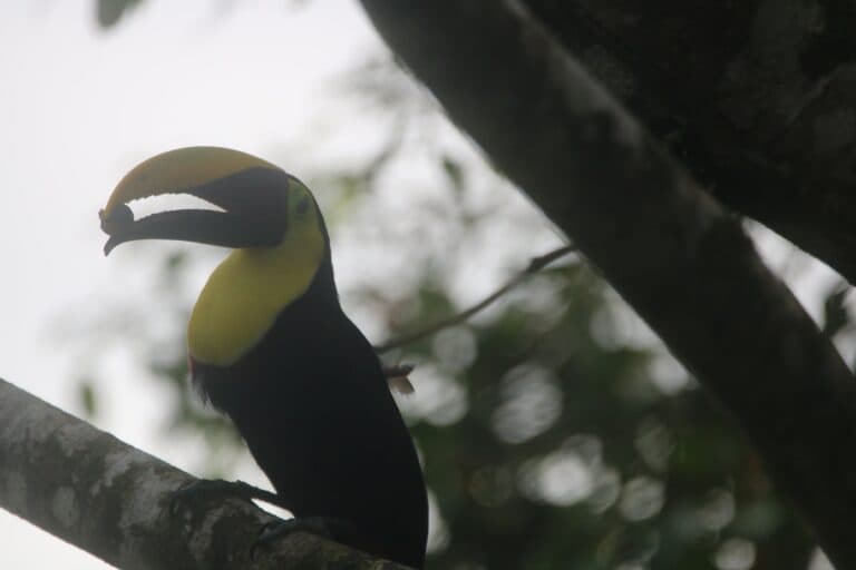 Chestnut-mandibled Toucan Perched on Branch in Jungle | Natural Costa Rica