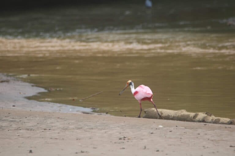 Roseate Spoonbill Foraging Along Shoreline | Natural Costa Rica