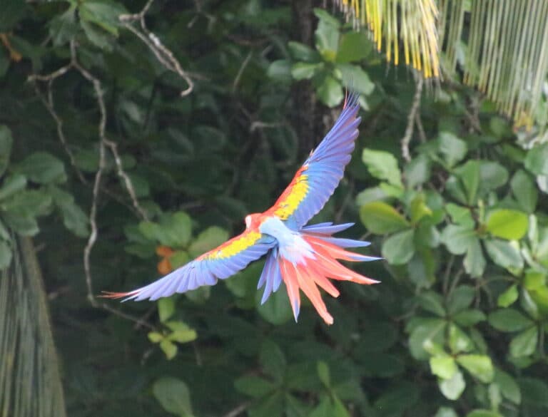 Scarlet Macaw in Flight: Tropical Bird Beauty | Natural Costa Rica
