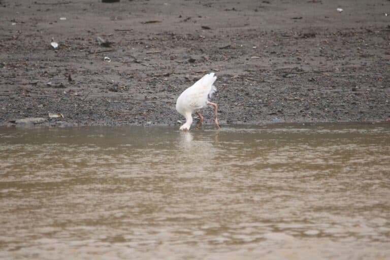 White Ibis Feeding in Murky Water | Natural Costa Rica