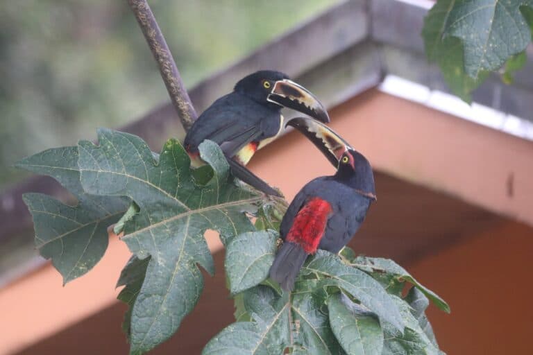 Two Dusky-billed Toucanets on a Tropical Branch | Natural Costa Rica