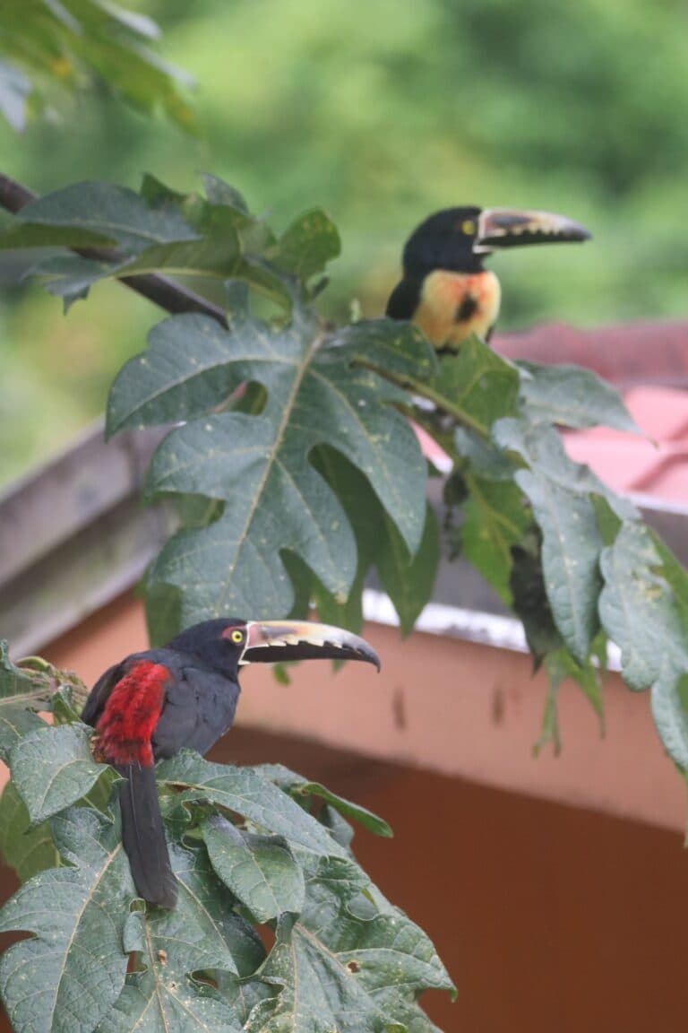 Two colorful toucans perched in tropical green leaves. | Natural Costa Rica
