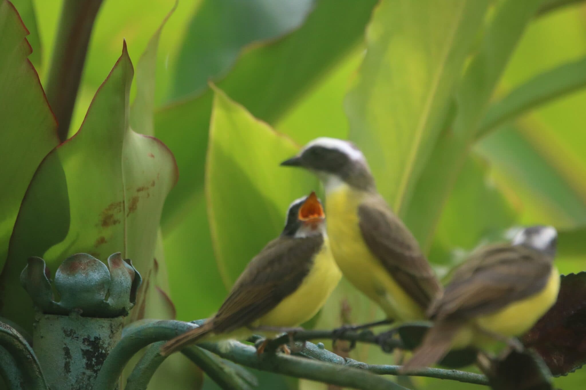 Great Kiskadee birds with juvenile; wildlife scene | Natural Costa Rica