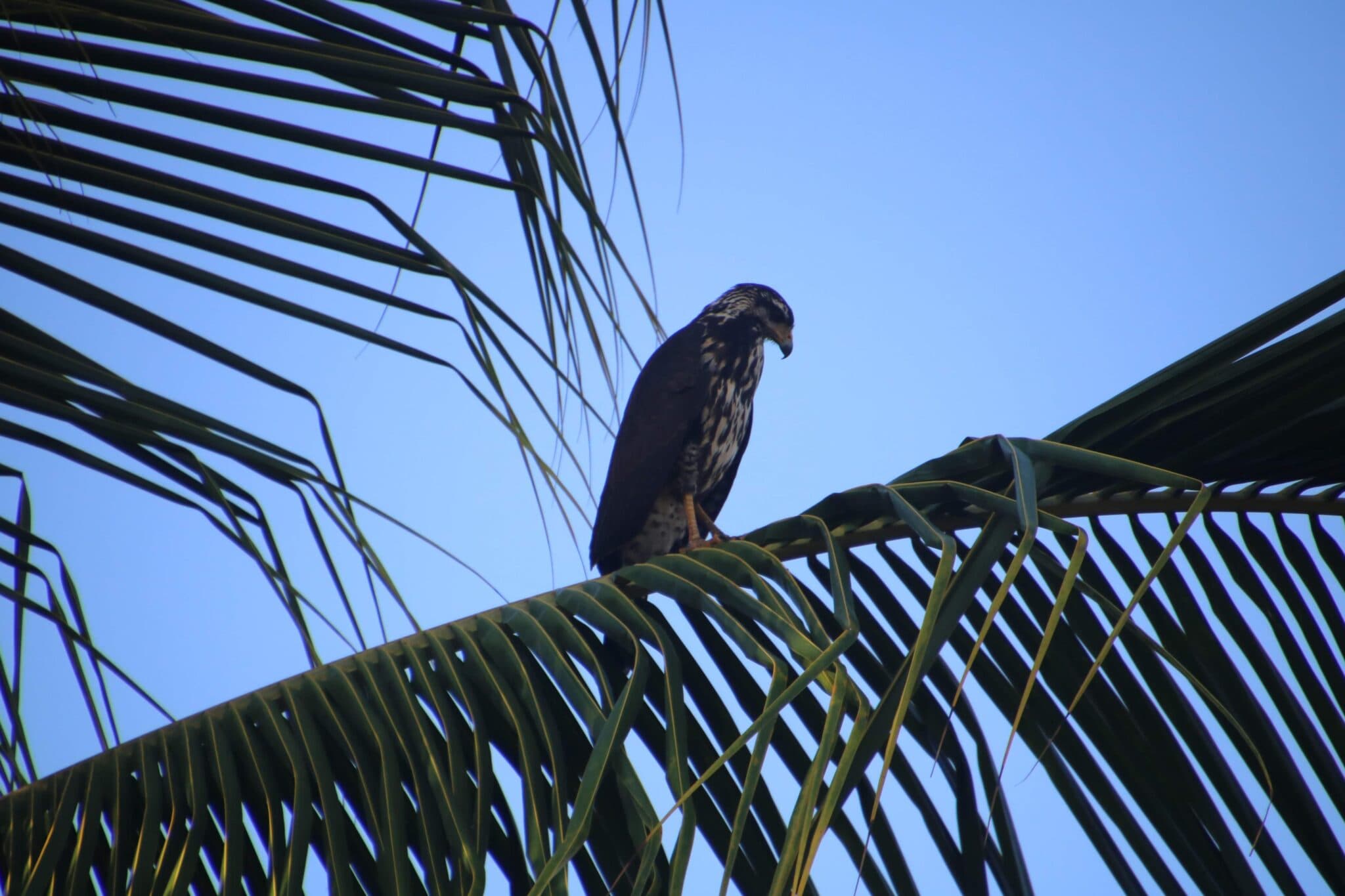 Hawk perched in a palm tree. | Natural Costa Rica