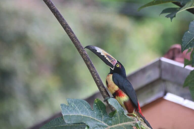 Collared Aracari Toucan perched on a tree branch | Natural Costa Rica