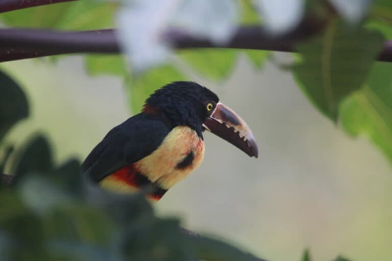 Collared Aracari Toucan Bird Perched in Green Foliage | Natural Costa Rica