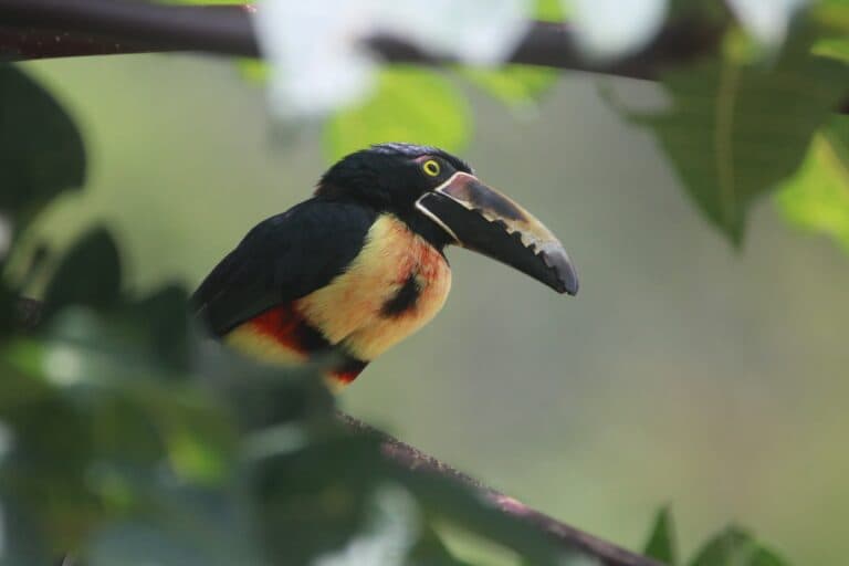 Colorful Collared Aracari Perched in Lush Tropical Foliage | Natural Costa Rica