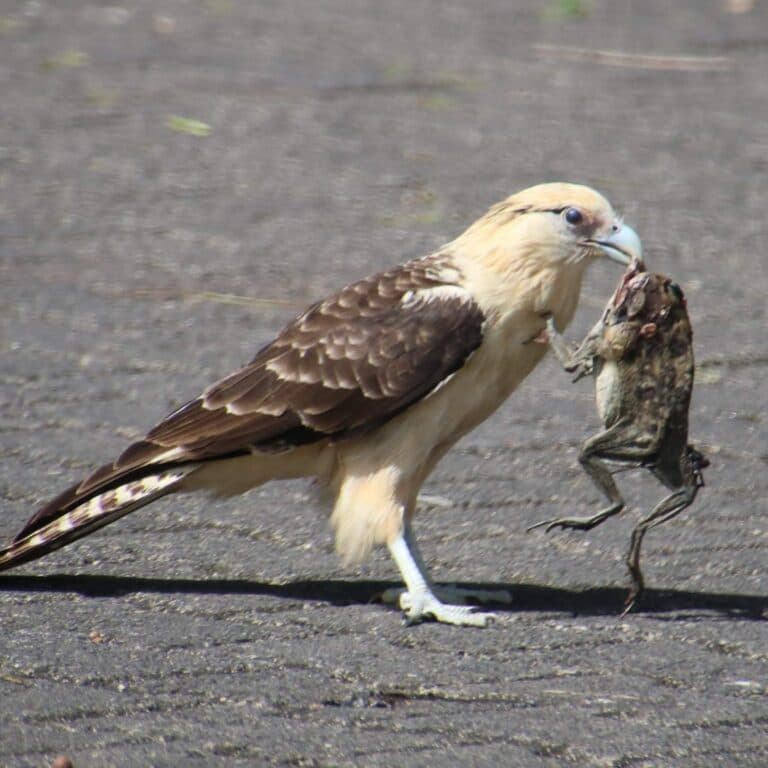 Yellow-headed Caracara with Frog in Beak | Natural Costa Rica