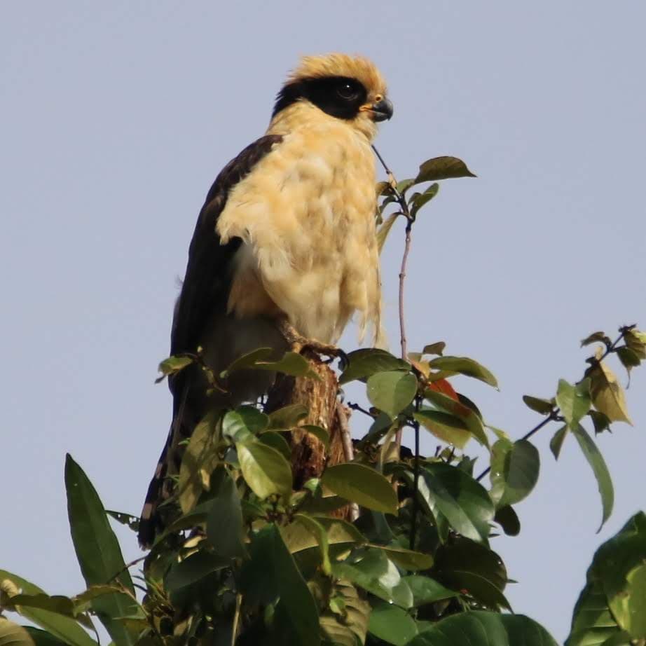 Laughing Falcon Perched in Tree Canopy | Natural Costa Rica