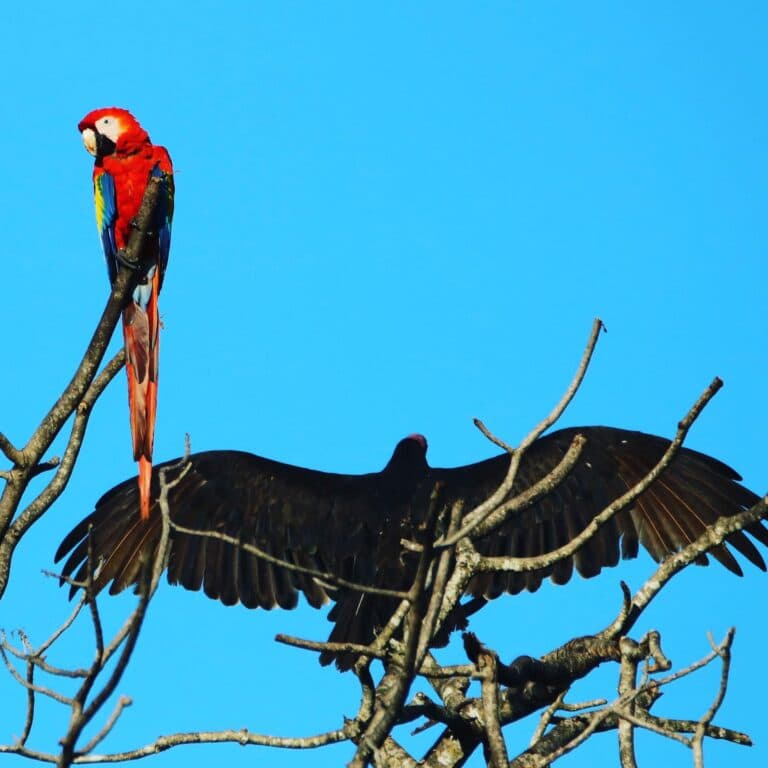 Vulture and Scarlet Macaw in Same Tree | Natural Costa Rica