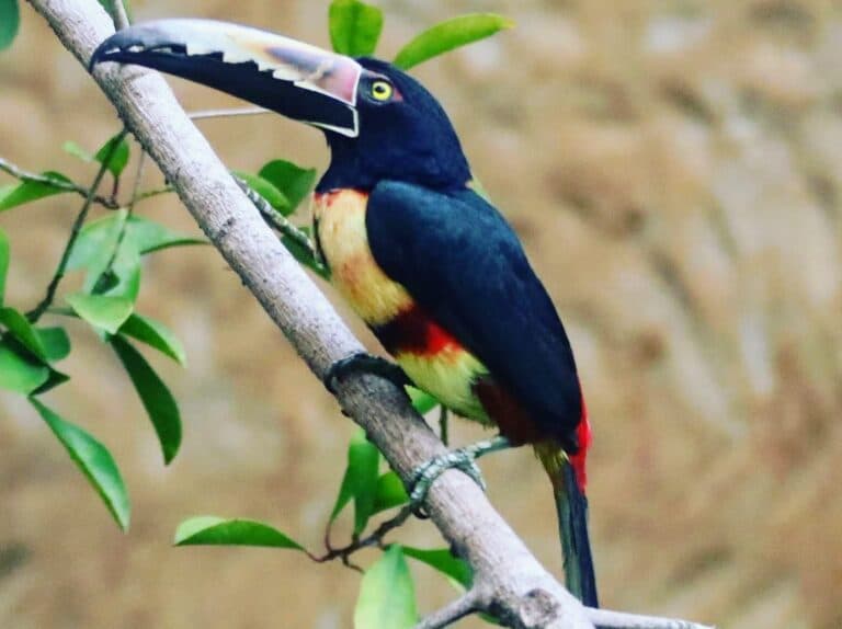 Collared Aracari Toucan bird on a branch. | Natural Costa Rica