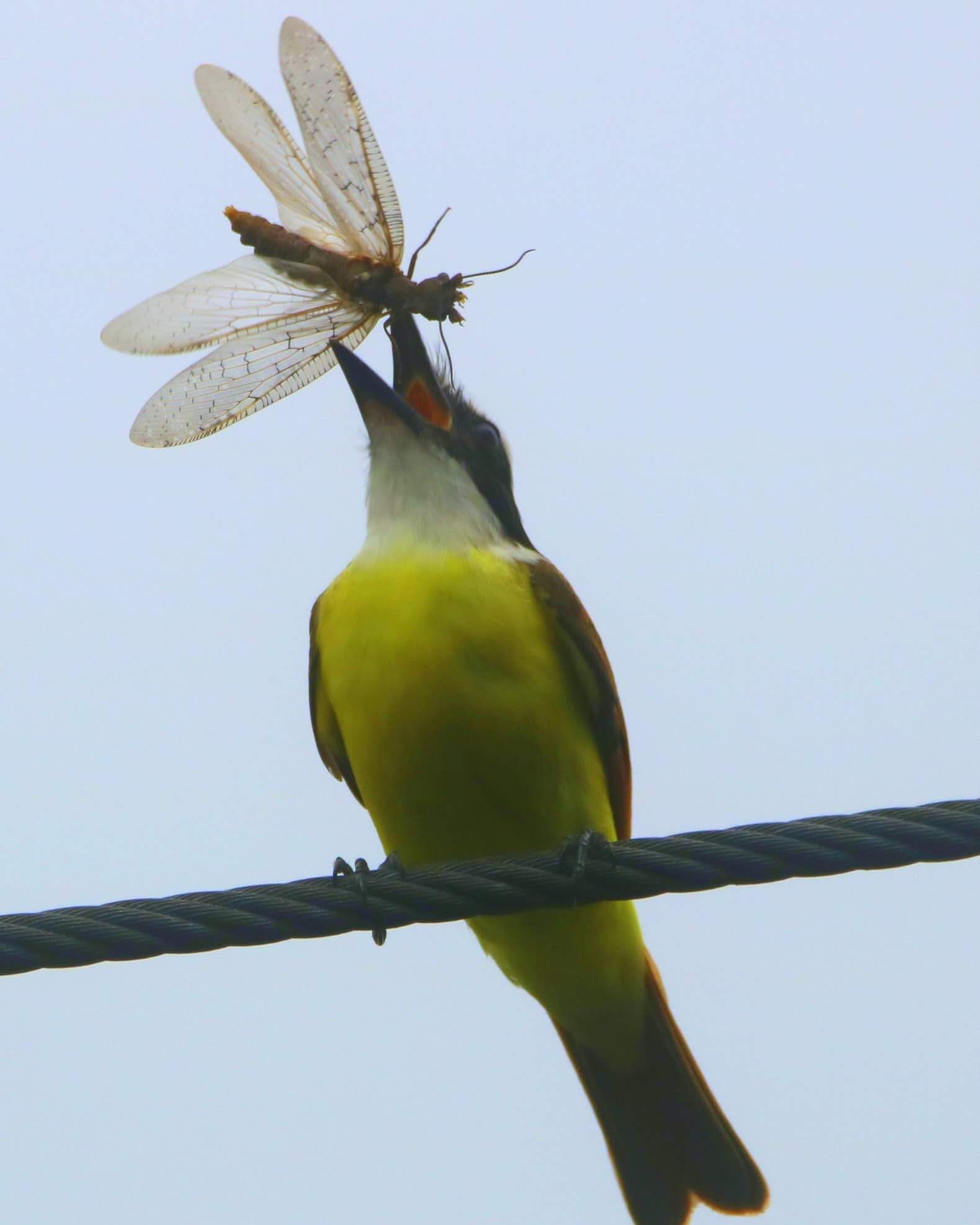 Bird’s Eye View: A Feast of Nature | Natural Costa Rica
