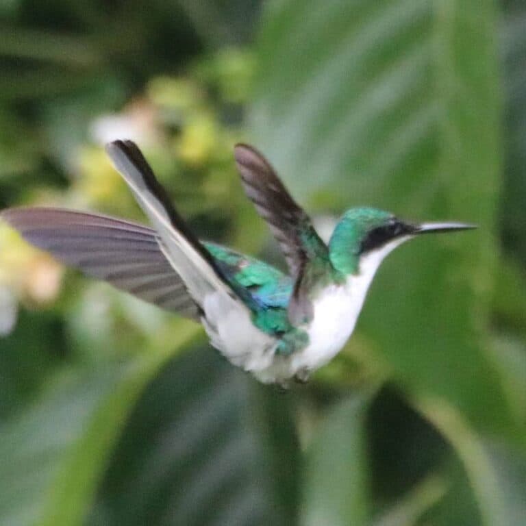 Hummingbird in Flight: A Burst of Emerald | Natural Costa Rica