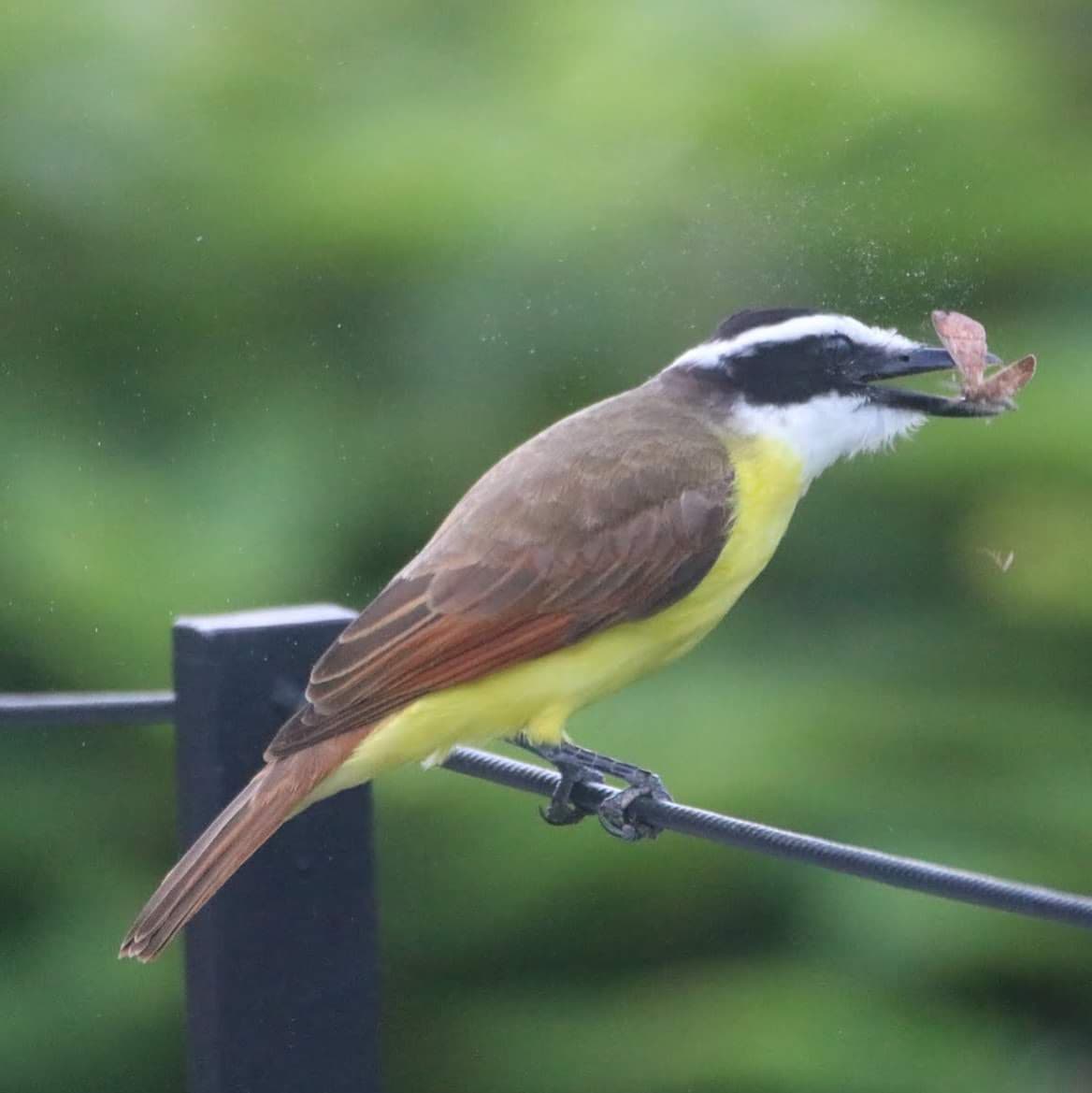 Kiskadee Bird Catches Insect in Mid-Air Perched | Natural Costa Rica
