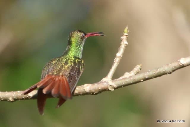 Rufous-tailed Hummingbird Perched on Branch | Natural Costa Rica