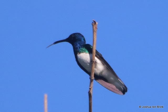 White-necked Jacobin hummingbird perched on a branch. in Jaco – Herradura – Playa Hermosa | Natural Costa Rica