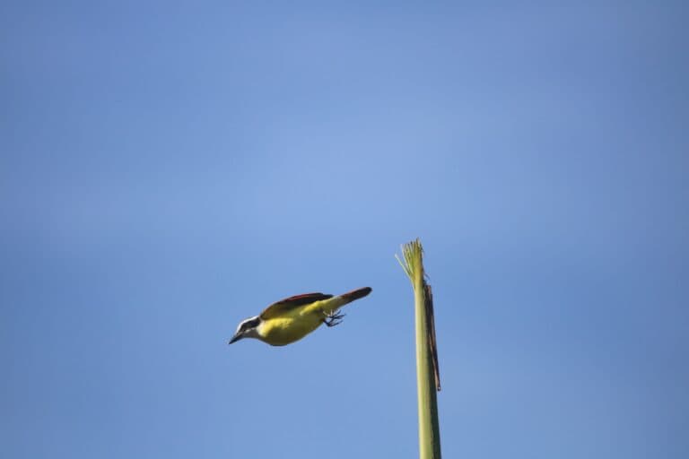 Kiskadee’s Flight: A Moment of Nature’s Beauty | Natural Costa Rica