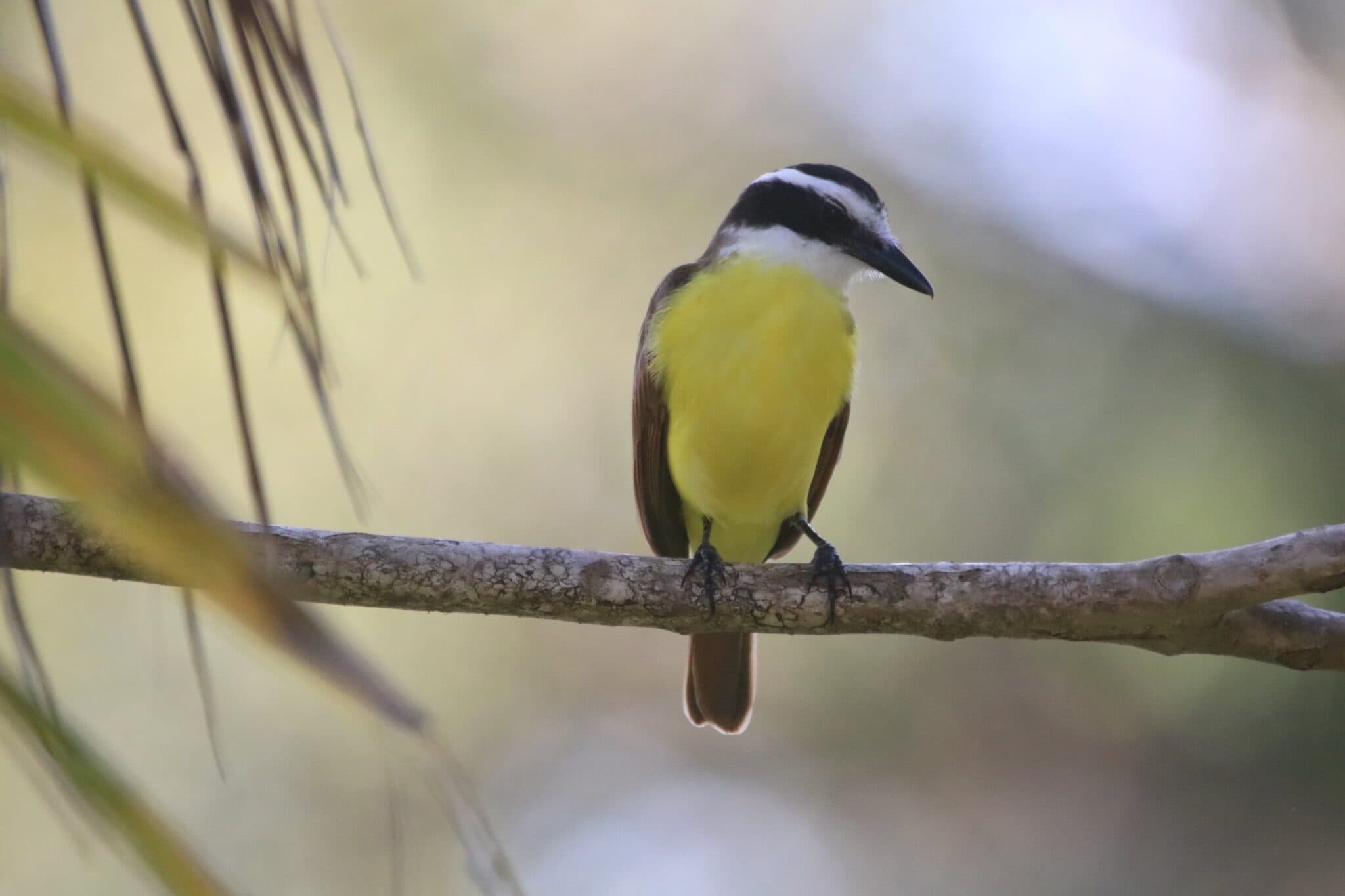 Great Kiskadee Perched On Branch Wildlife Photo | Natural Costa Rica