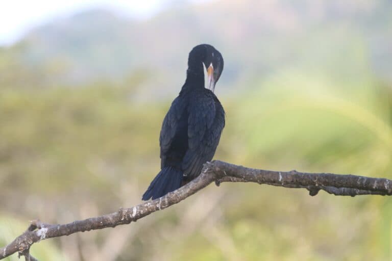 Neotropic Cormorant preening its feathers on a branch | Natural Costa Rica