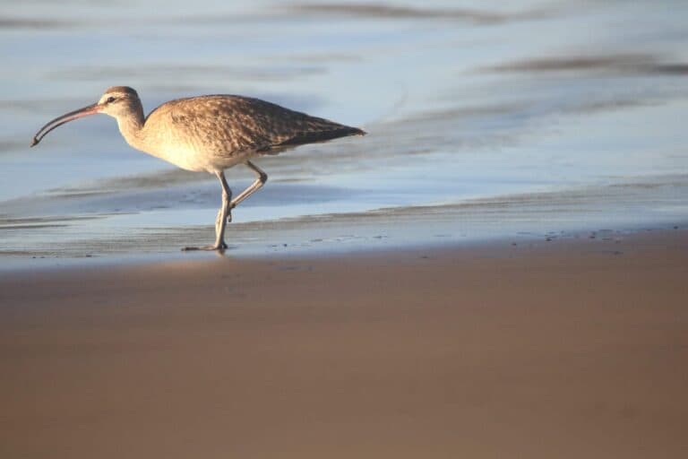 Curlew Foraging on Beach at Low Tide | Natural Costa Rica
