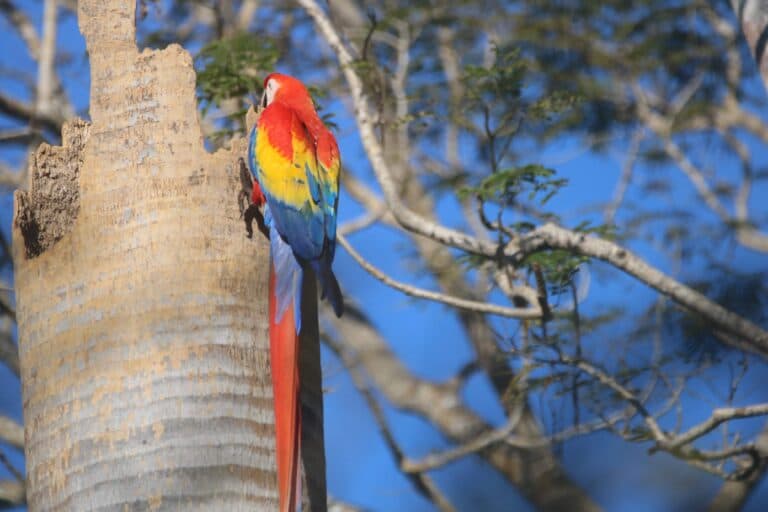 Scarlet Macaw Perched on Tree Trunk | Natural Costa Rica