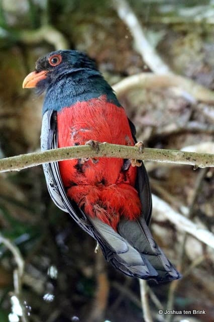 Collared Trogon: A Vibrant Bird Portrait | Natural Costa Rica