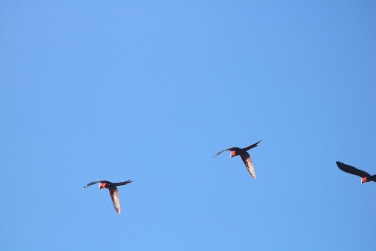 Brilliant blue sky and Red-throated Caracara birds | Natural Costa Rica