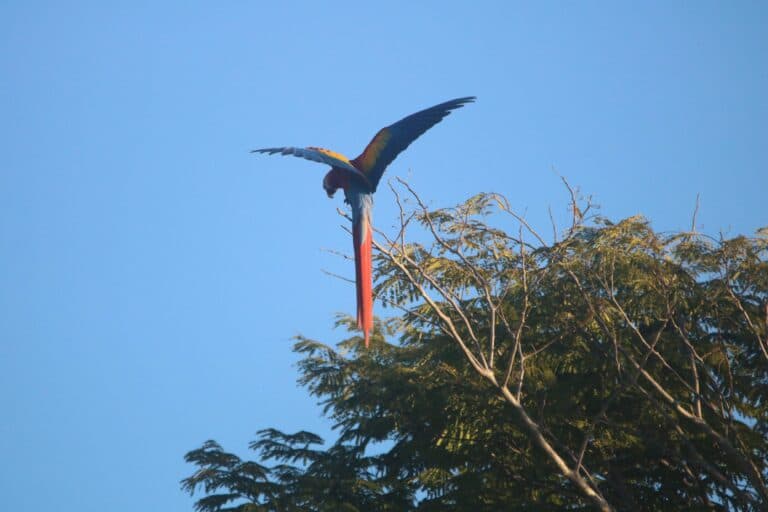 Scarlet Macaw takeoff against bright blue sky. | Natural Costa Rica