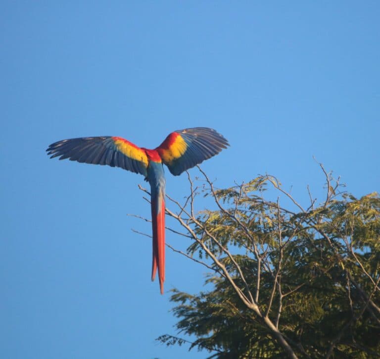 Scarlet Macaw Taking Flight from Tree Top | Natural Costa Rica