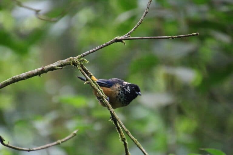 Speckled Tanager perches upon branch in tropical rainforest. | Natural Costa Rica