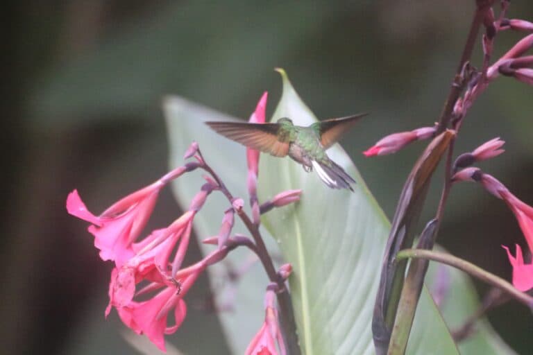 Hummingbird hovering near pink flowers in natural setting. | Natural Costa Rica