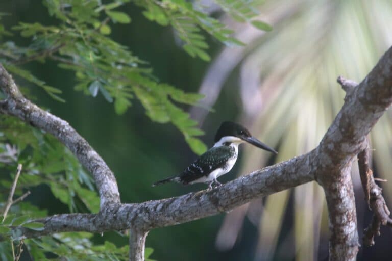 Ringed Kingfisher in Natural Habitat, Wildlife Photography | Natural Costa Rica