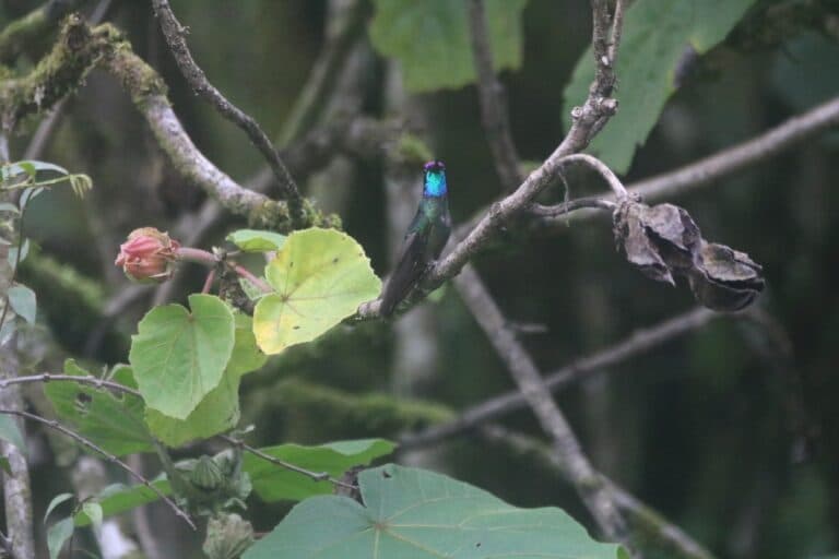 Hummingbird resting on a branch in nature. | Natural Costa Rica