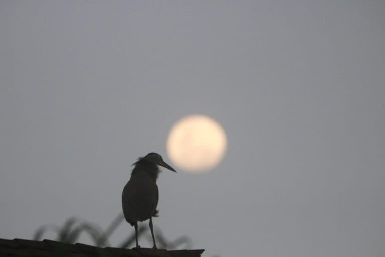 Silhouette Bird with Moon: Serene Night Wildlife | Natural Costa Rica