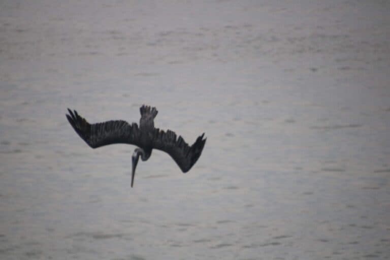 Pelican diving for fish in ocean water | Natural Costa Rica