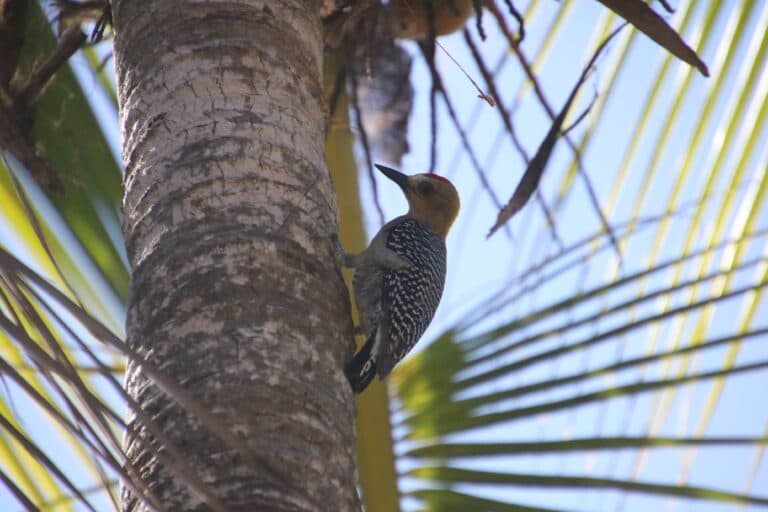 Tropical Woodpecker on Palm Tree | Natural Costa Rica