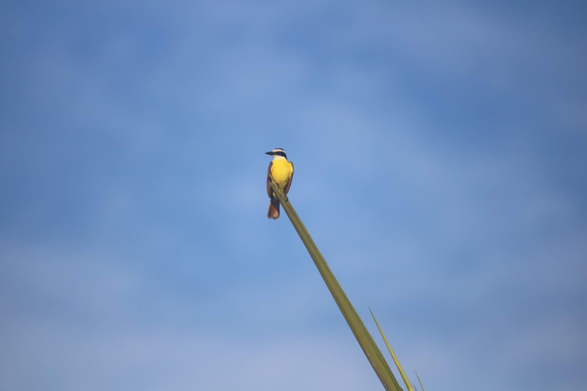 Kiskadee bird atop tall blade of grass. | Natural Costa Rica
