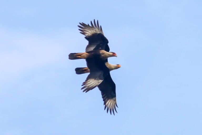 Crested Caracaras soaring high together in the sky. | Natural Costa Rica
