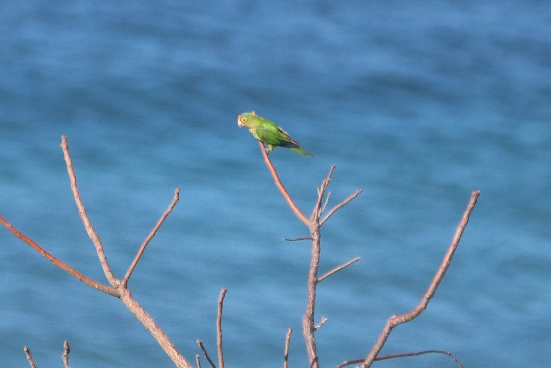 Olive-throated parakeet perched on a branch against water. | Natural Costa Rica