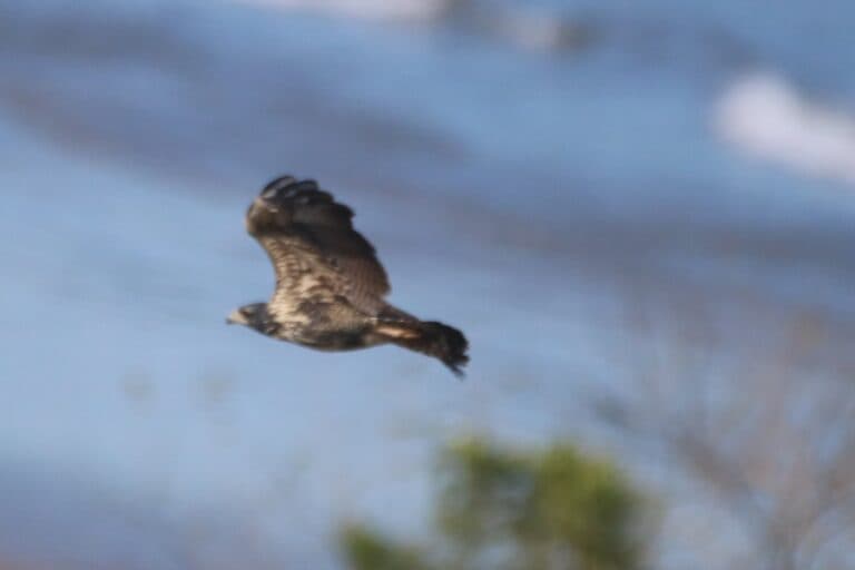 Soaring Hawk on the Hunt in Winter | Natural Costa Rica