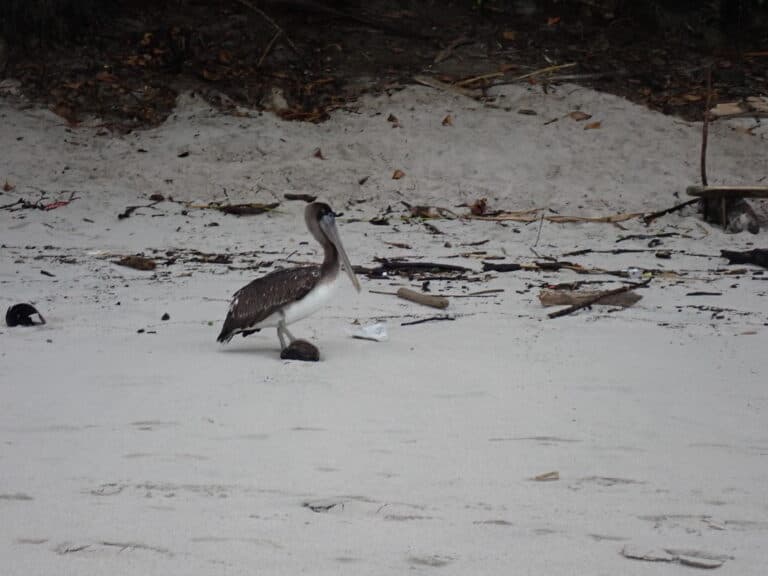 Pelican Posing on a Beach | Natural Costa Rica