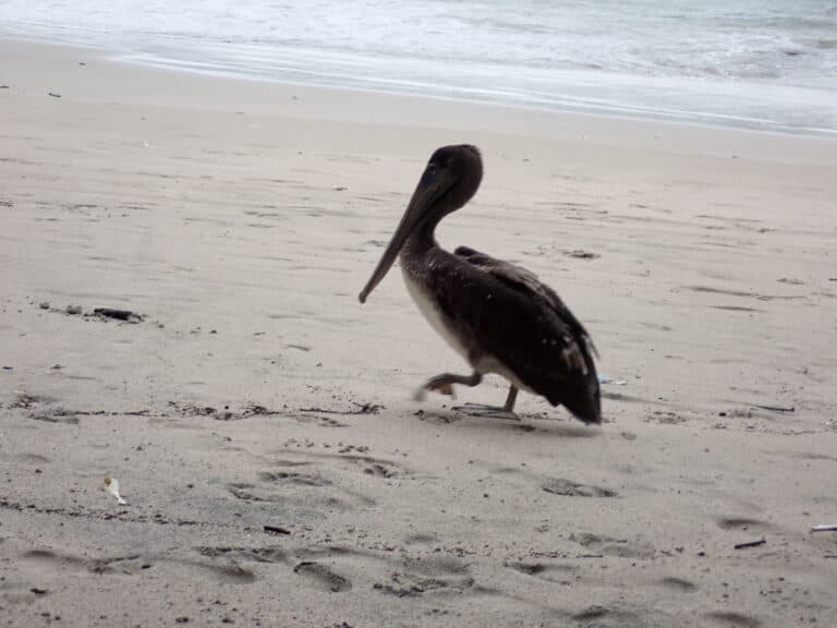 Pelican walking on the beach near the ocean | Natural Costa Rica