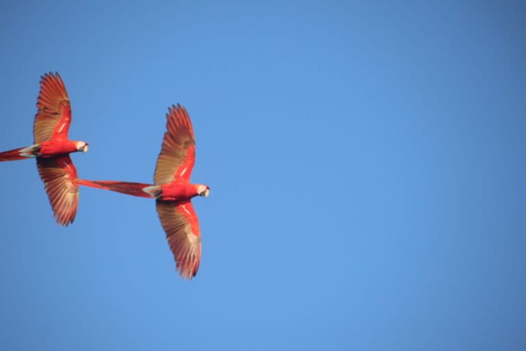 Scarlet Macaws Soaring: Vivid Duo in Azure Sky | Natural Costa Rica